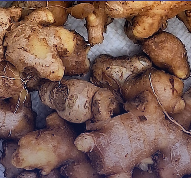 ginger